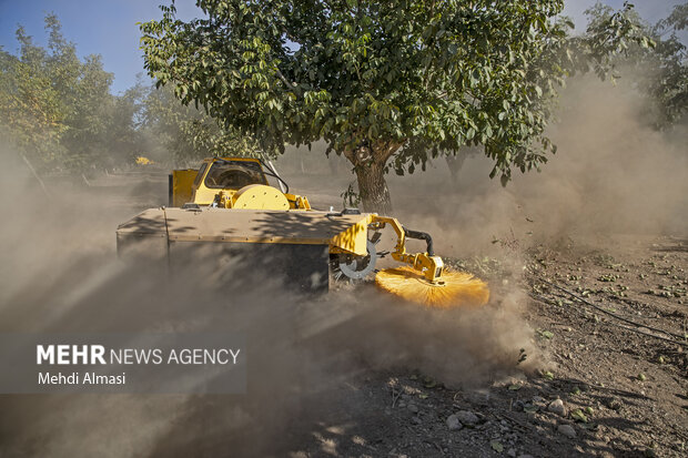 برداشت گردو اصلاح شده با دستگاه مکانیزه
