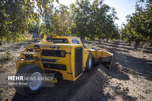 برداشت گردو اصلاح شده با دستگاه مکانیزه