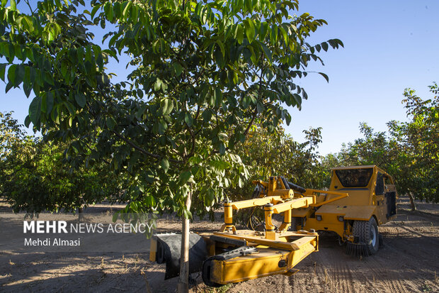 برداشت گردو اصلاح شده با دستگاه مکانیزه