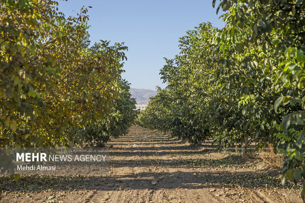 برداشت گردو اصلاح شده با دستگاه مکانیزه