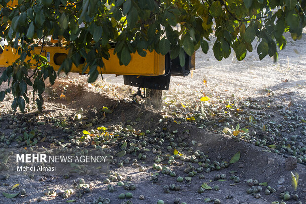 برداشت گردو اصلاح شده با دستگاه مکانیزه