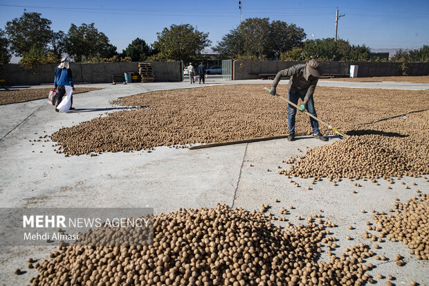 برداشت گردو اصلاح شده با دستگاه مکانیزه