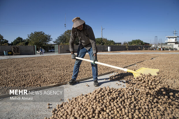 برداشت گردو اصلاح شده با دستگاه مکانیزه