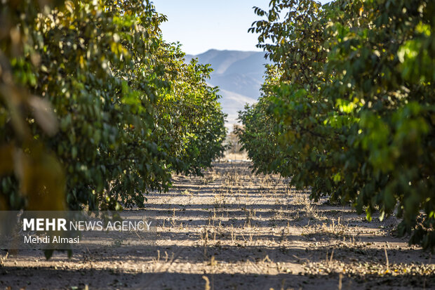 برداشت گردو اصلاح شده با دستگاه مکانیزه