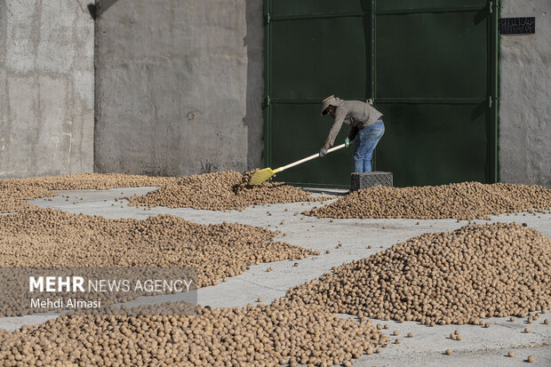 برداشت گردو اصلاح شده با دستگاه مکانیزه