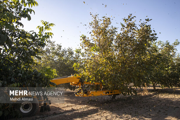 برداشت گردو اصلاح شده با دستگاه مکانیزه
