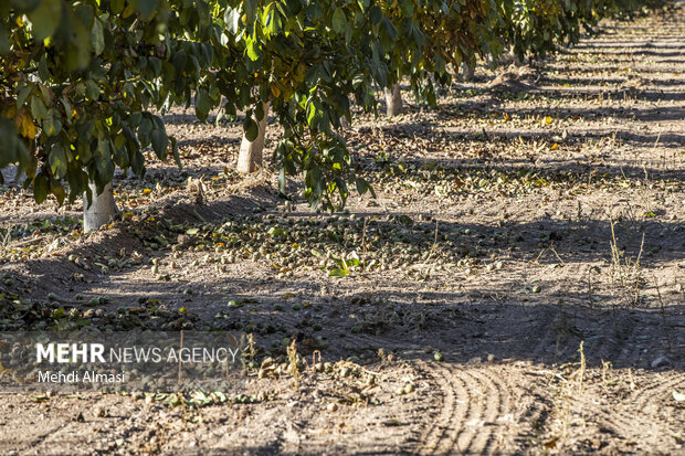 برداشت گردو اصلاح شده با دستگاه مکانیزه