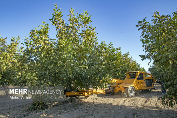 برداشت گردو اصلاح شده با دستگاه مکانیزه