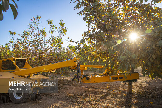 برداشت گردو اصلاح شده با دستگاه مکانیزه