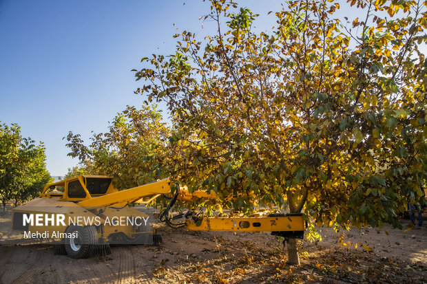 برداشت گردو اصلاح شده با دستگاه مکانیزه