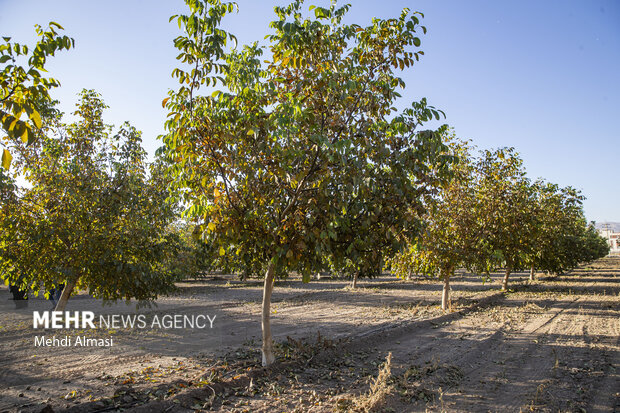 برداشت گردو اصلاح شده با دستگاه مکانیزه