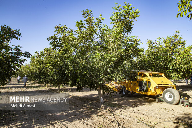 برداشت گردو اصلاح شده با دستگاه مکانیزه