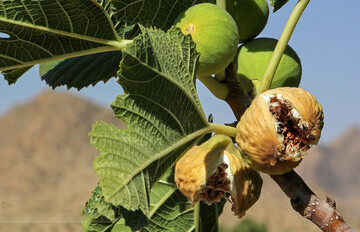 انجیر استهبان؛ طعمی شیرین و طبیعی از دل باغ‌های فارس