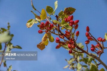پسته روی درختان باغ‌های راور خشک شد