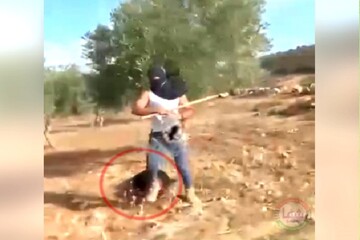 حمله وحشیانه به پیرزنی روستایی هنگام زیتون چینی+فیلم