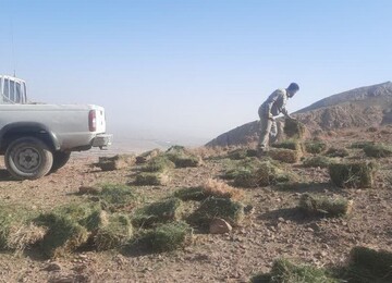 تامین علوفه حیات وحش برای حفظ تعادل اکولوژیک شاهرود