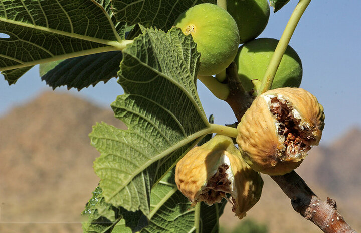 انجیر استهبان؛ طعمی شیرین و طبیعی از دل باغهای فارس انجیر استهبان؛ طعمی شیرین و طبیعی از دل باغهای فارس