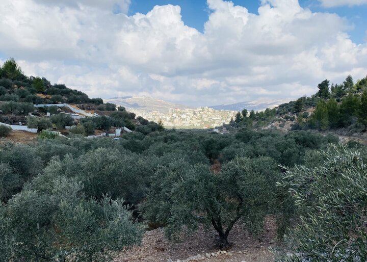 החרמת מוצר ‌הזיתים בפליגטן; אסטרטגיית 77 שנות המשטר הצבאי