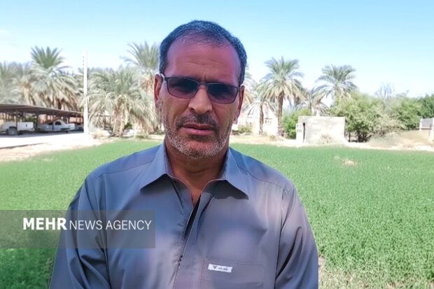 عطر درمان از دل کویر؛ سیستان و بلوچستان سرزمین گیاهان شفابخش