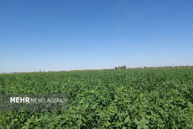 نارویی: سالانه بیش از 1.5 میلیون تن یونجه از مزارع دلگان برداشت می شود 2