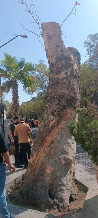 درخت چنار خیابان ۱۵ خرداد تهران برای رفع خطر سربرداری شد