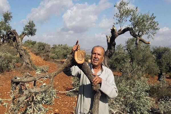 زيتون،درختان،برداشت،فلسطين،اشغالگران،درخت،تحريم،فلسطيني،اشغا ...