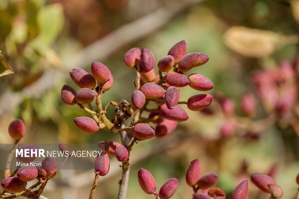 پسته،كشور،تن،تمهيدي،دامغان