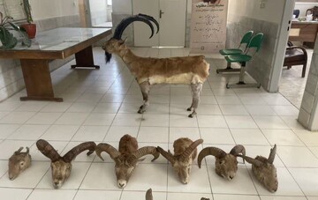 عباسی:محیط‌بانان با بیش از ۴۰ مورد شکار غیرمجاز در مرکزی برخورد کردند