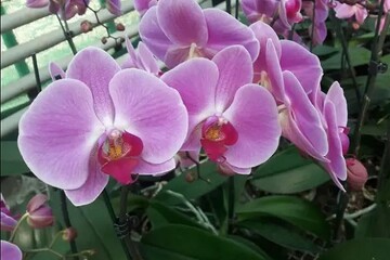 تکثیر انبوه ارکیده فالانوپسیس با روشی نوین