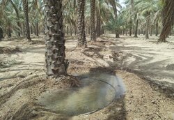 مدیر آب‌وخاک کشاورزی بوشهر: آبیاری نوین و احیای قنوات در دستور کار است