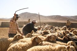 عشایر ایلام سالانه نزدیک به ۱۳ همت تولید و درآمد دارند