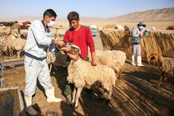 رضوان: ۱۳ هزار دام سبک و سنگین در کاشان واکسینه شد
