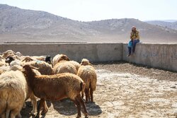 قادری:بیش از ۱۴۰ هزار رأس دام در تربت حیدریه تحت پوشش بیمه قرار گرفتند