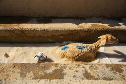 اقدام فوری دامپزشکی سرپل‌ذهاب برای مدیریت بهداشتی تلفات دام‌های سبک