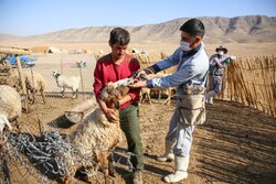 واکسیناسیون یک میلیون و ۲۰۰ هزار رأس دام سبک در سیستان و بلوچستان