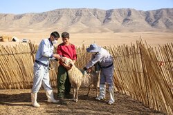 واکسیناسیون جمعیت دامی ادامه دارد