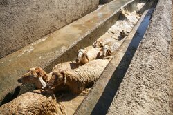 میدان دام جدید تبریز در آستانه بهره‌برداری