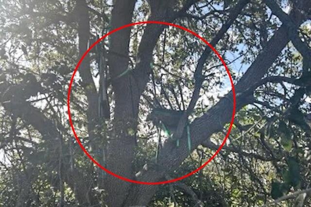 ترامپ از بیم ترور مسیر ورود به «ایرفورس‌وان» را تغییر داد+ فیلم