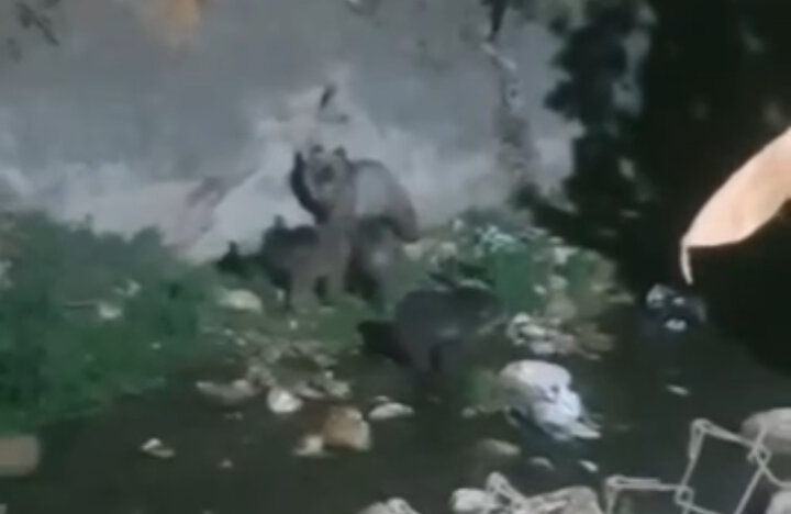 مشاهده خرس مادر و ۳ توله در فلارد مشاهده خرس مادر و ۳ توله در فلارد