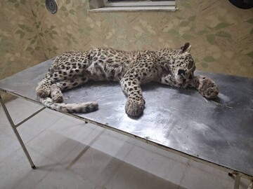 پلنگ جوان در صالح‌آباد بر اثر حمله سگ‌های گله تلف شد