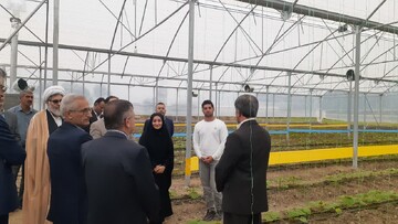 باقری: سطح گلخانه‌های سربسته مازندران به ۷۵۰ هکتار رسید