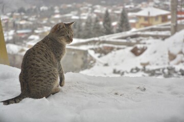 مستندسازی که از گربه بازی گرفت؛ «رویای تامی» چطور ساخته شد؟