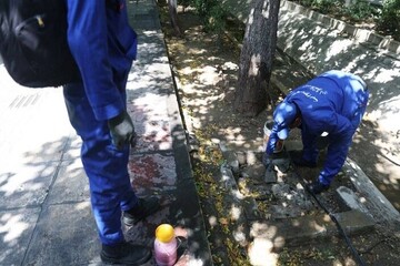 آغاز همکاری‌های علمی برای ساماندهی جمعیت سگ‌ها و موش‌های پایتخت