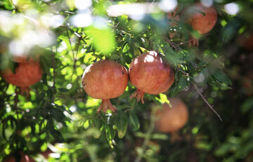 دهمین جشنواره انار اشرف در بهشهر برگزار می‌شود