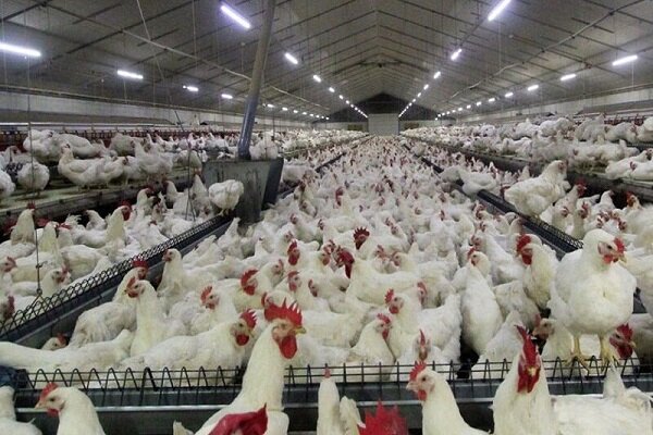 گرانی مرغ در تهران؛ قیمت در بازار به ۱۶۰ هزار تومان رسید