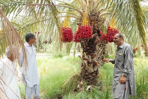 پرسه دلالان در نخلستان های جنوب کرمان؛ در دمای ۵۰ درجه بازارخرما یخ زد