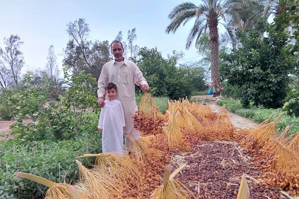 تولید شیره خرما به روش سنتی؛ هنر فراموش‌ نشدنی زنان دلگانی