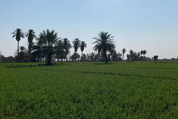 گردشگری مردم پایه در روستای شفیع آباد؛ وقتی روستا جان می گیرد