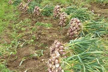 پیش‌بینی تولید ۸ هزار تن سیر در آذربایجان شرقی در سال زراعی جاری