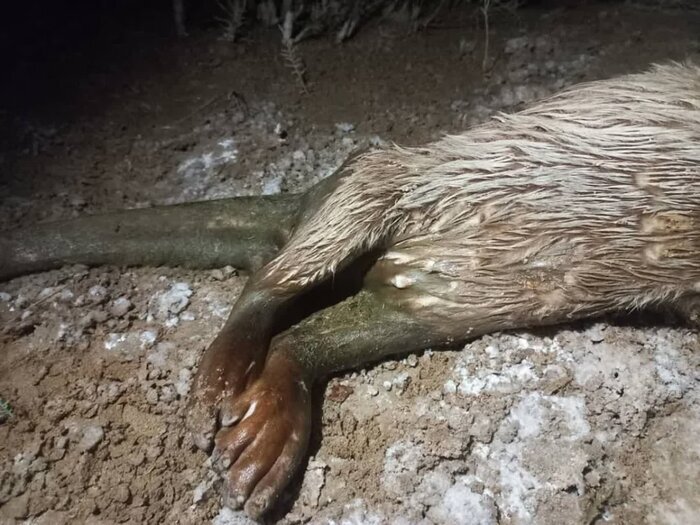 لاشه «شنگ اوراسیایی» در زرین دشت فارس کشف شد